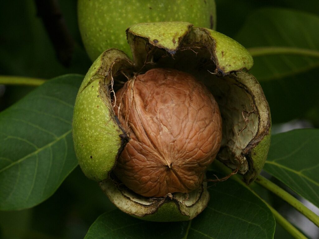خرید گردو تازه