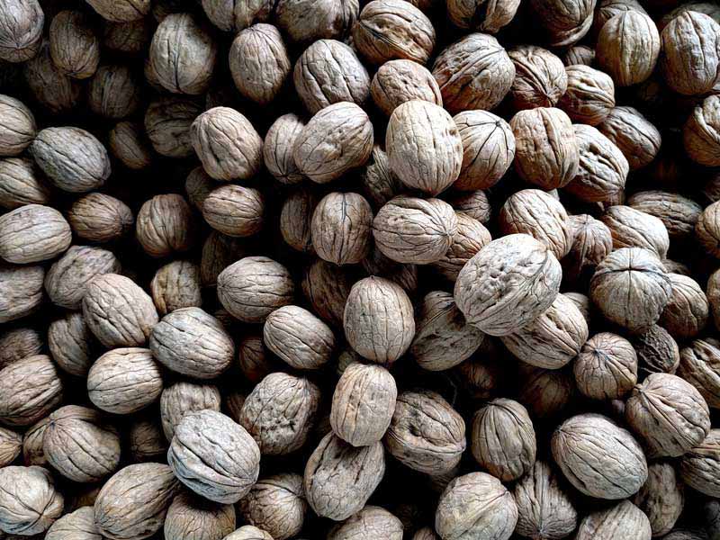 گردو خشک چیست؟