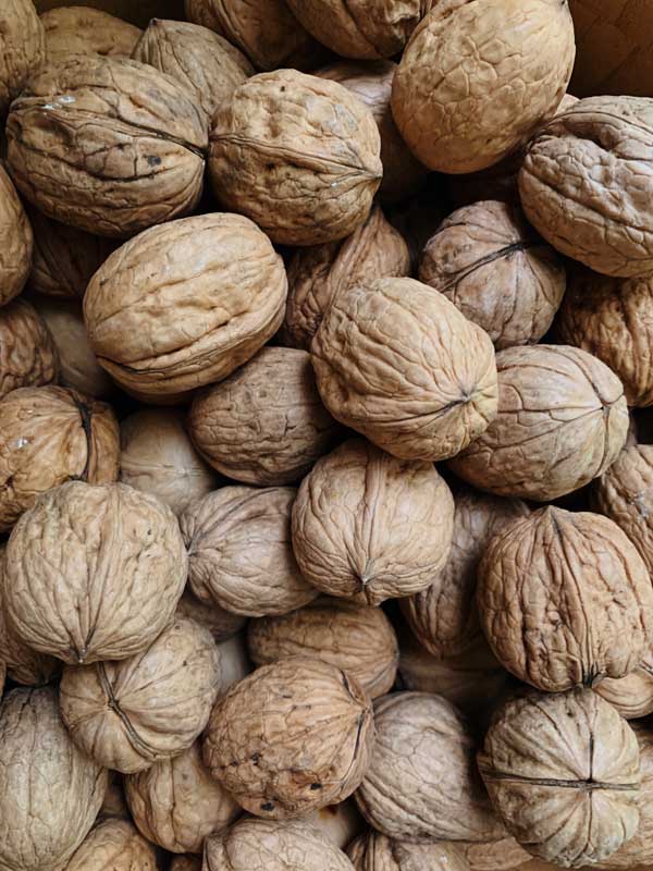 گردو خشک در الو گردو