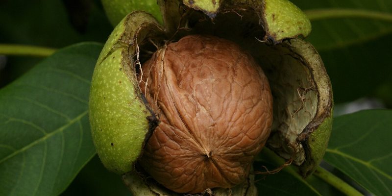 خرید گردو تازه